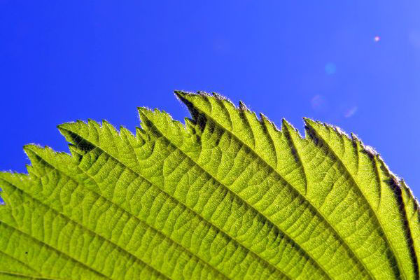 More efficient solar cells imitate photosynthesis