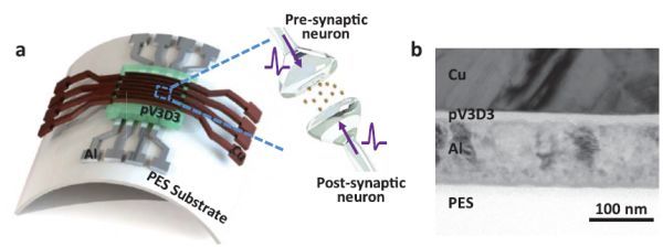 KAIST Develops Analog Memristive Synapses for Neuromorphic Chips
