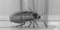 CT10_CockroachInspiredRobotUsesBody