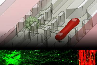 Replicating the connection between muscles and nerves