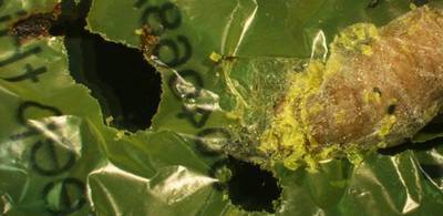 Caterpillar found to eat shopping bags, suggesting biodegradable solution to plastic pollution