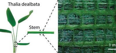 Plant inspiration could lead to flexible electronics