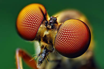 Insect eyes inspire new solar cell design by Stanford researchers