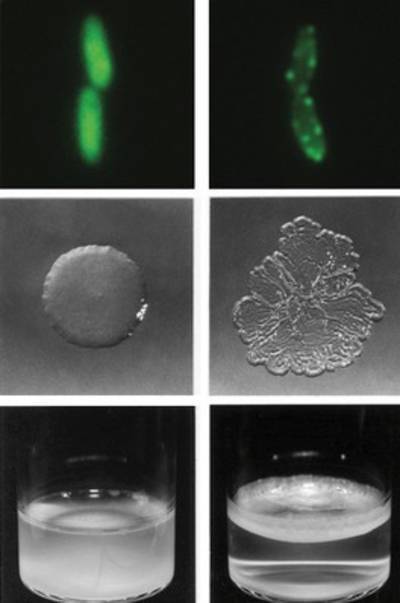 Evolution in the lab