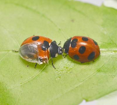 Unfolding the folding mechanism of ladybug wings