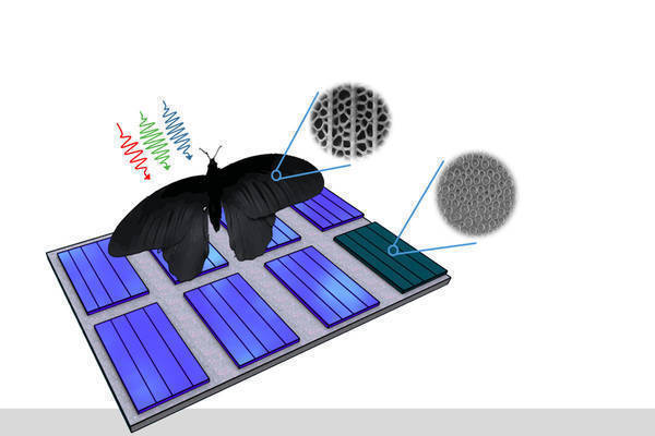 Butterfly Wing Inspires Photovoltaics: Light Absorption Can Be Enhanced by Up to 200 Percent