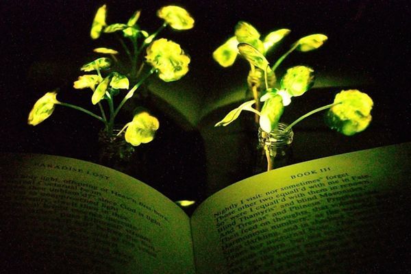 Engineers create plants that glow