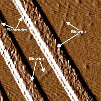 UMass researcher says all-natural 'wire' discovery could replace man-made electronic connectors