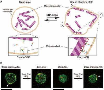 Shape-shifting molecular robots respond to DNA signals