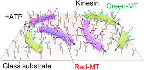 Letting molecular robots swarm like birds