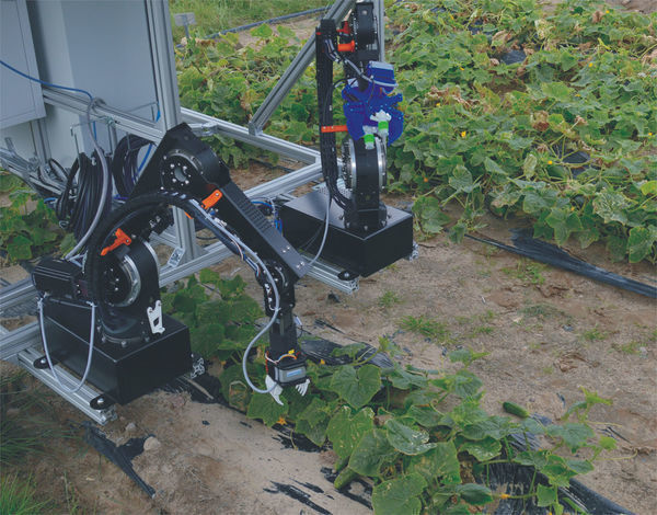 Lightweight robots harvest cucumbers