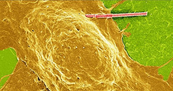 Researchers invent tiny, light-powered wires to modulate brain's electrical signals