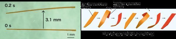 Great potential as soft robotic material of the future