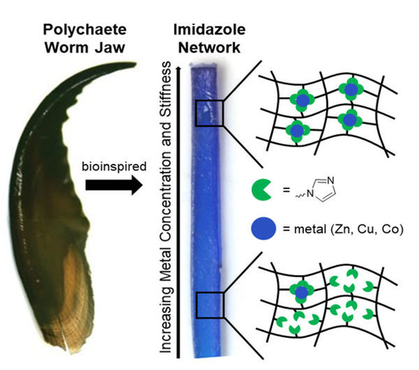 Worm-Inspired Tough Materials