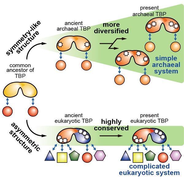 Scientists reveal how eukaryotic transcription systems gained complexity