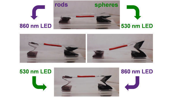 Using Gold Nanoparticles to Trigger Sequential Unfolding of 3-D Structures