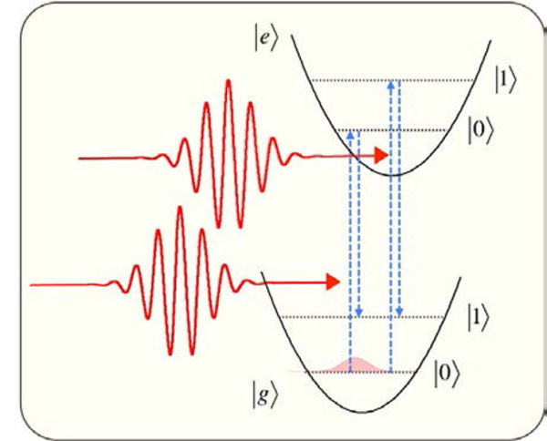 Control of quantum state of optical phonon in diamond induced by ultrashort light pulses