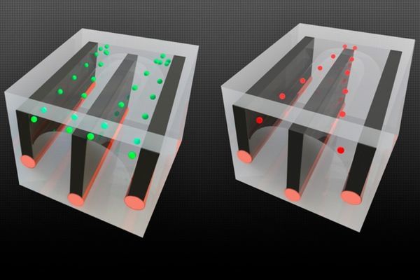 Inside these fibers, droplets are on the move