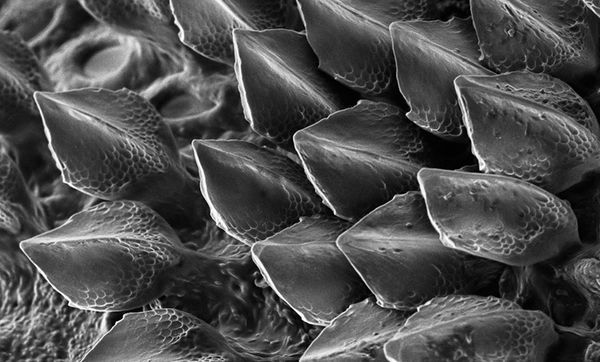 Codebreaker Turing's theory explains how shark scales are patterned