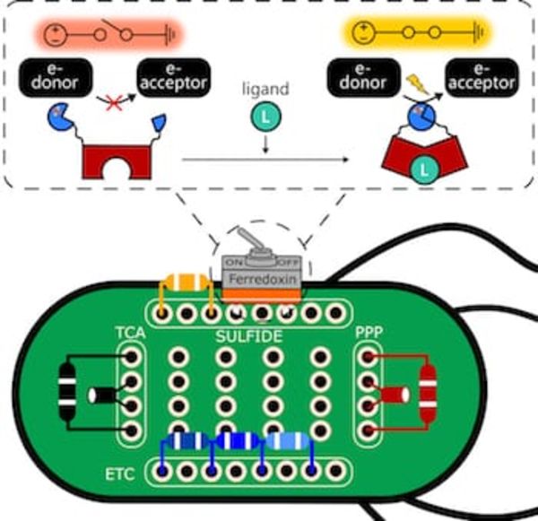 Switch-in-a-cell electrifies life