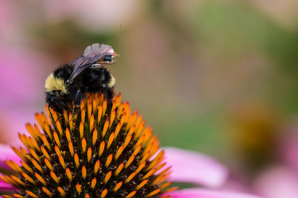 Living IoT: A Flying Wireless Platform on Live Insects