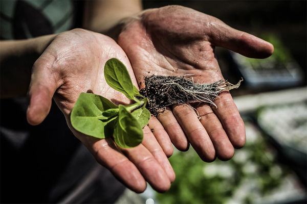 Scientists engineer shortcut for photosynthetic glitch, boost crop growth by 40 percent