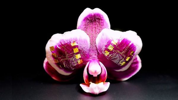 Fast, Flexible Ionic Transistors for Bioelectronic Devices