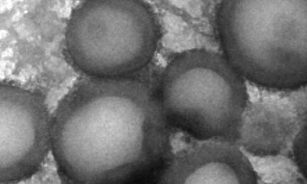 Polymers join forces to deliver