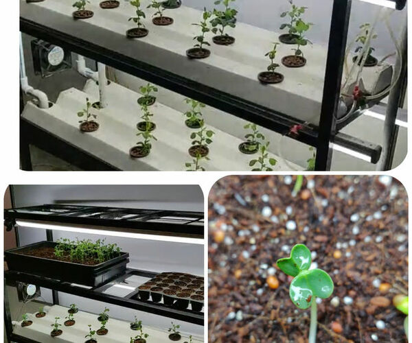 Indoor Hydroponic Vegetable Growing System