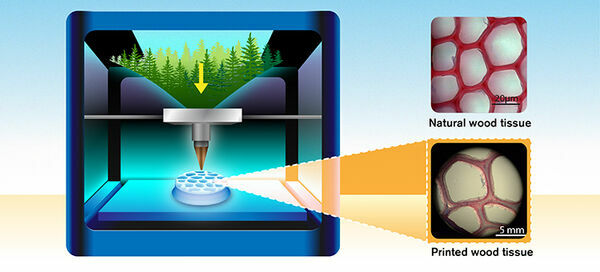Mimicking wood’s ultrastructure with 3D printing