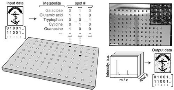 Molecular thumb drives: Researchers store digital images in metabolite molecules