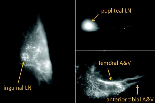 A single-photon source you can make at home