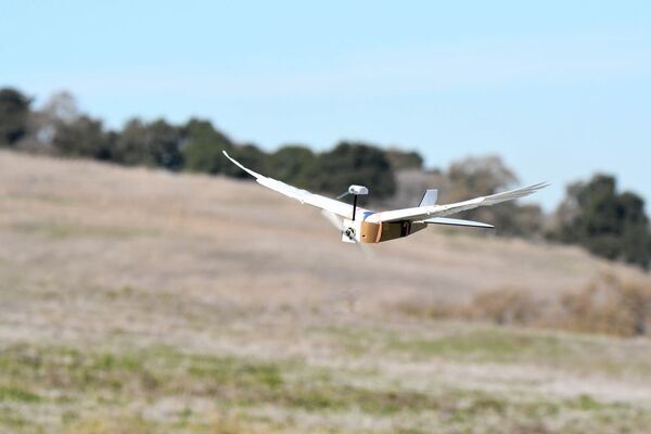 What This PigeonBot Tells Us About the Future of Flight
