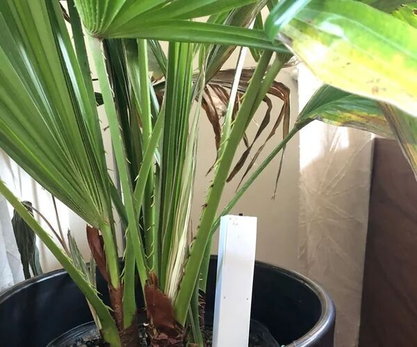 IoT Moisture Sensor