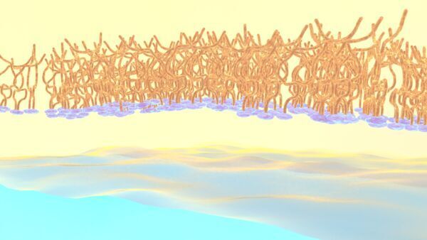 Polymers get caught up in love-hate chemistry of oil and water