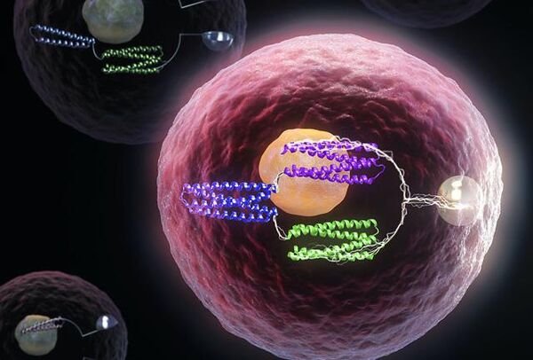 Turning cells into computers with protein logic gates