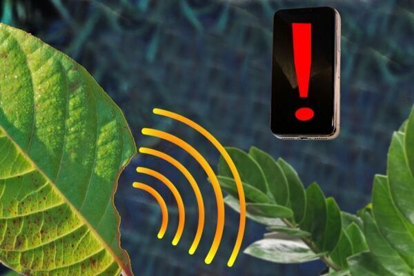 Nanosensor can alert a smartphone when plants are stressed