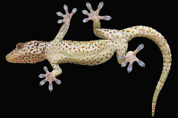 To climb like a gecko, robots need toes