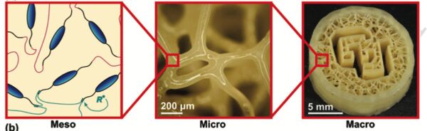 CU Denver researchers develop 3D-printable material that mimics biological tissues