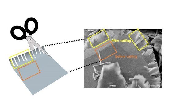 Chemical Scissors Snip 2D Transition Metal Dichalcogenides into Nanoribbon