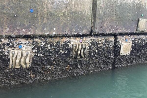 Seawalls’ marine biodiversity enhanced by eco-engineered tiles: CityU study