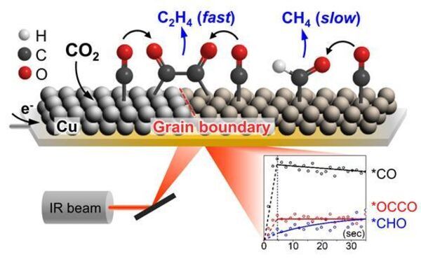 Carbon dioxide converted to ethylene -- the 'rice of the industry'