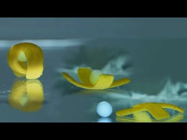 Aquatic Robot Inspired by Sea Creatures Walks, Rolls, Transports Cargo