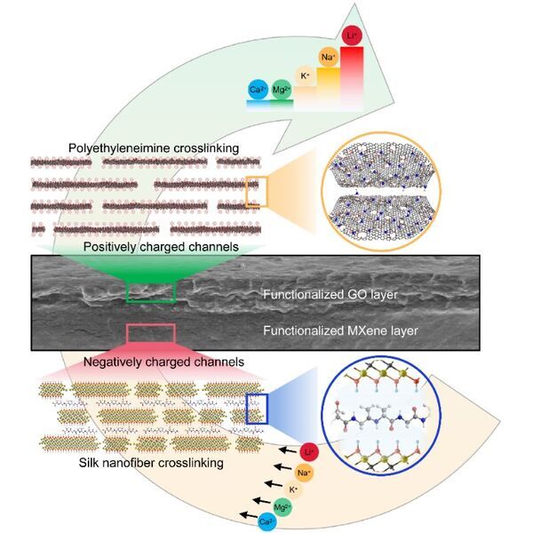 Bionic Idea Boosts Lithium-ion Extraction