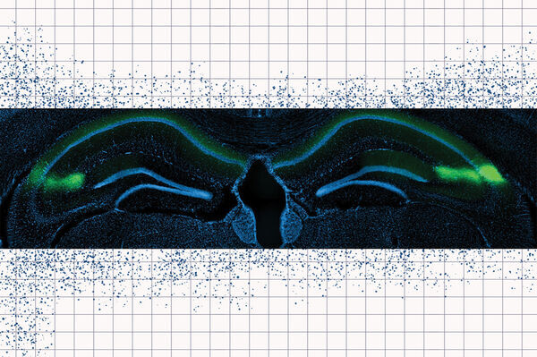 Neuroscientists identify brain circuit that encodes timing of events