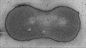 Stabiliser residue in inks inhibits conductivity in 3D printed electronics