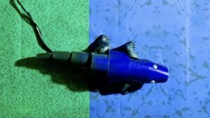 Scientists Design a Robotic Chameleon That Crawls and Changes Color