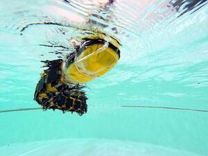 Swimming robot gives fresh insight into locomotion and neuroscience