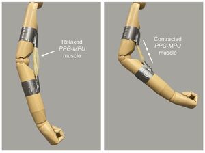 High-energy shape memory polymer could someday help robots flex their muscles