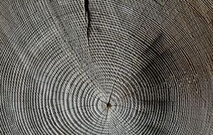 Pioneering new process creates versatile moldable wood